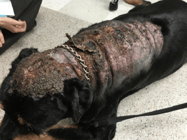 The Initial Approach to the Allergic Patient