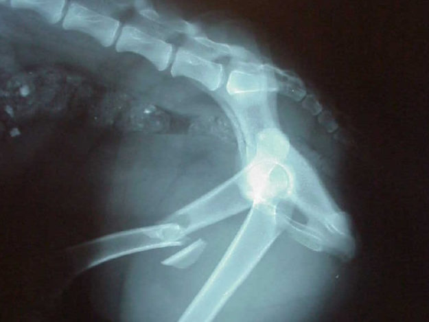 W0001-Tile Triage STAT: Emergency Approach to the Small Animal Trauma Patient