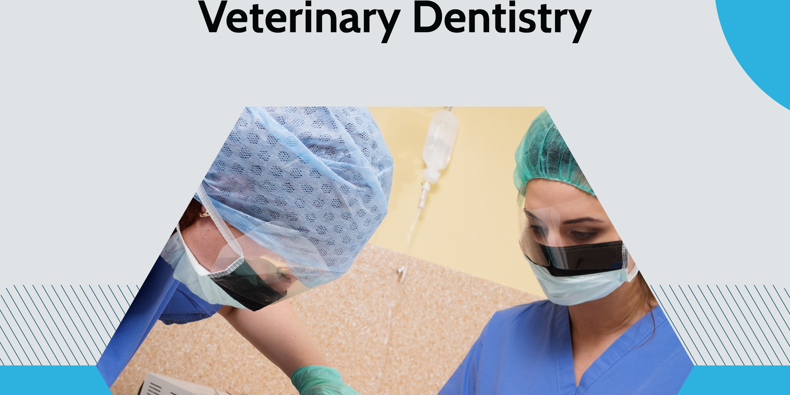 A New Grad's Guide to the Basics of Veterinary Dentistry
