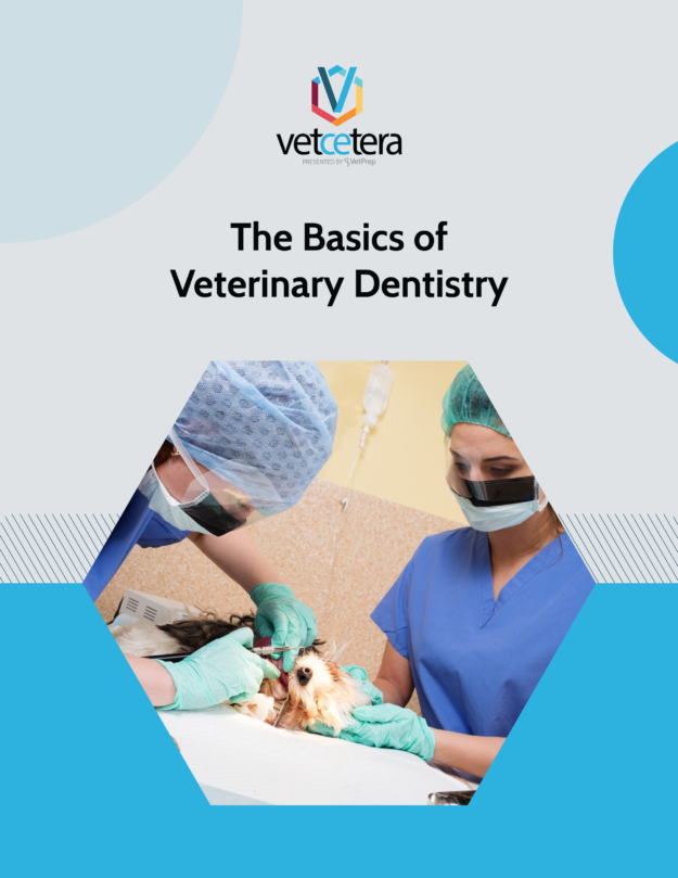 A New Grad's Guide to the Basics of Veterinary Dentistry