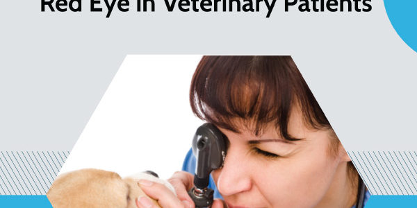 Diagnostic Approach to the Red Eye in Veterinary Patients