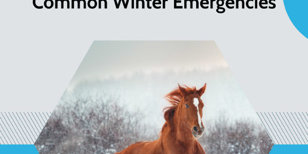 Diagnosis and Treatment of Common Winter Emergencies: A Guide for Vet Students