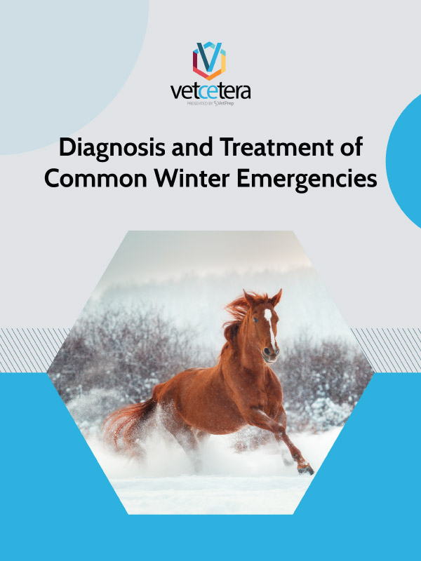 Diagnosis and Treatment of Common Winter Emergencies: A Guide for Vet Students