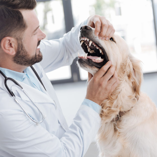 Anesthesia-Free Dentistry: What’s the Big Deal?