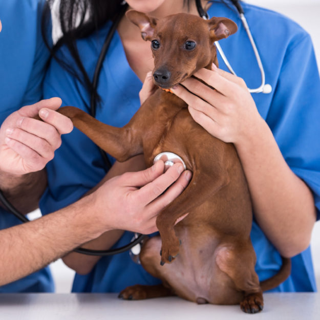 Top 5 Canine Congenital Heart Diseases: Diagnostic Tips