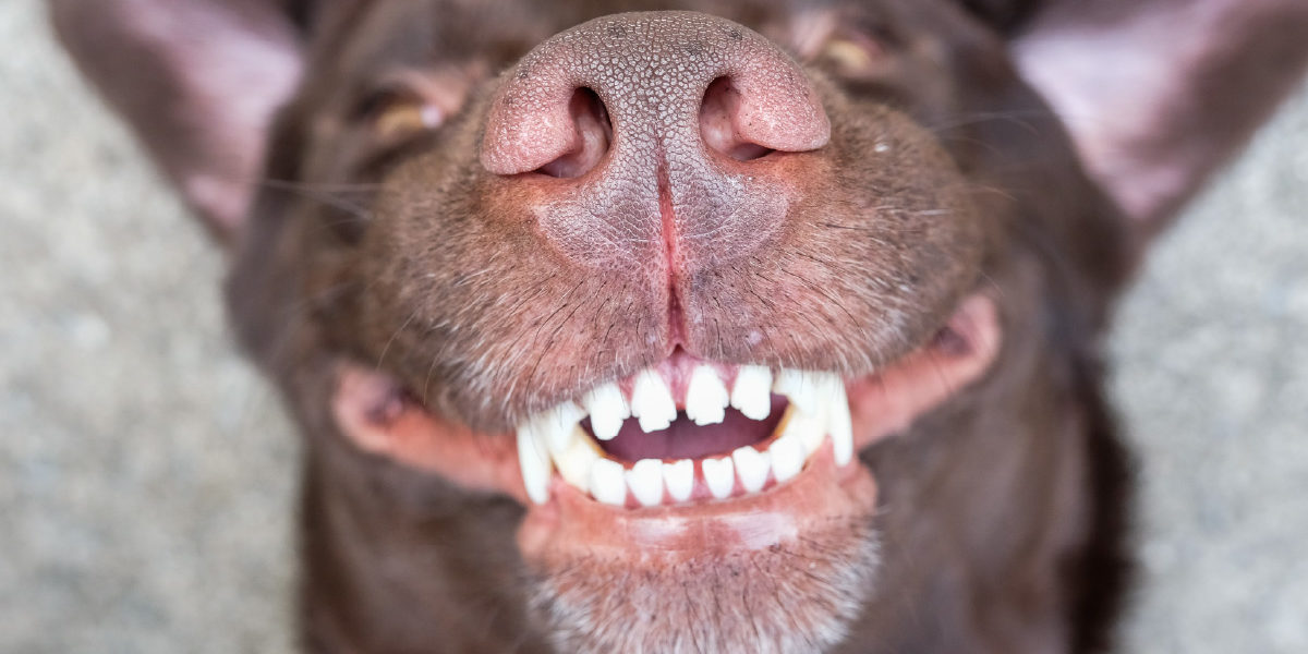 5 Tips to Prevent Dental Extraction Complications