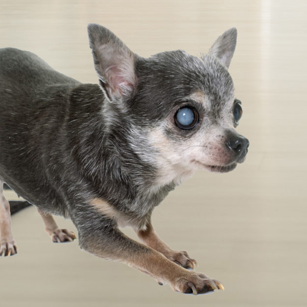 Ocular Manifestations of 7 Systemic Veterinary Diseases