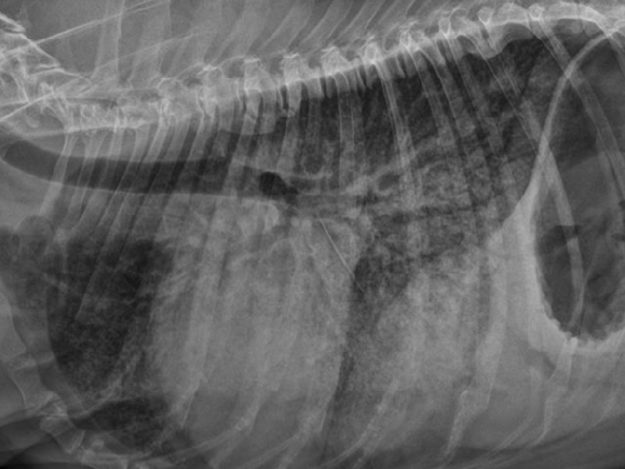 TVL0009-Tile Cardiac Emergencies in Dogs