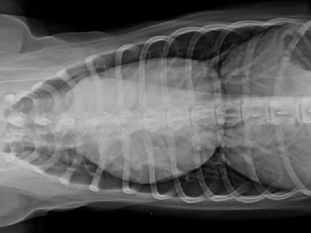 TVL0010-Tile Heart Murmur Review: Next Steps & Conversations with Pet Parents