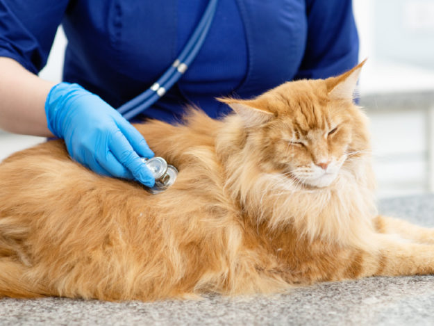 TVL0011-Tile Examination of the Dyspneic Cat