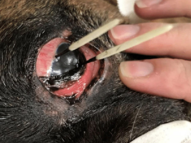 TVL0013-Tile Canine Red Eye: External Causes