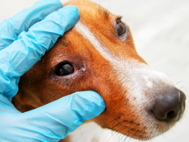 TVL0014-Tile Canine Red Eye: Internal Causes