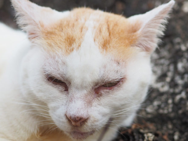 TVL0015-Tile Feline Red Eye: At the Surface