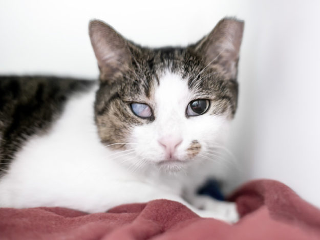 TVL0016-Tile Feline Red Eye: Delving Deeper