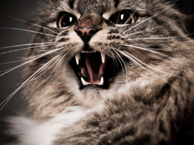 Puppy and Kitten Behavioral Development and Problem Behavior Prevention