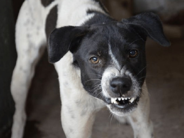 Human-directed Aggression in Dogs