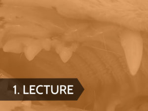 Understanding Feline Tooth Resorption and Stomatitis