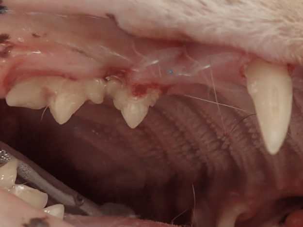 Understanding Feline Tooth Resorption and Stomatitis