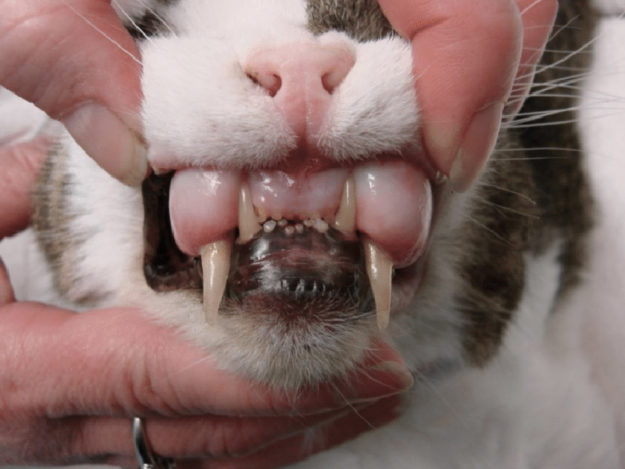 Dental Radiograph Interpretation