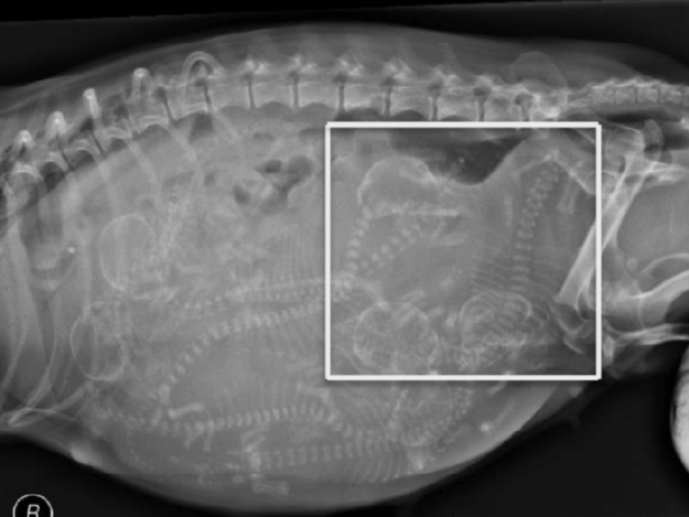 Cesarean Section in Dogs and Cats