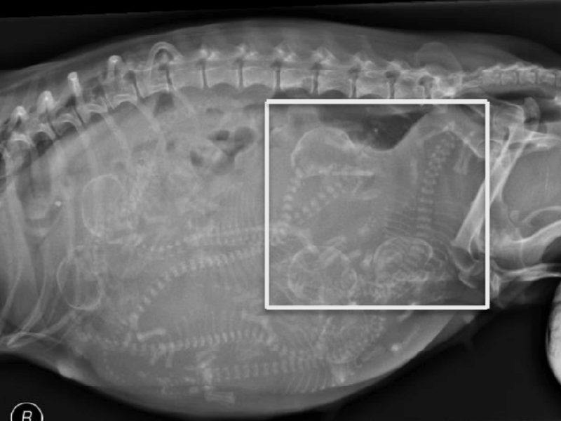 Cesarean Section in Dogs and Cats Vetcetera