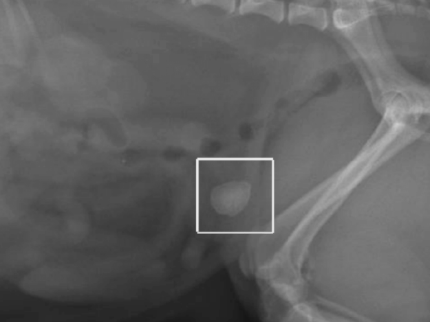 Cystotomy in Dogs and Cats