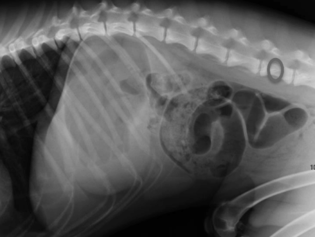 Enterotomy in Dogs and Cats