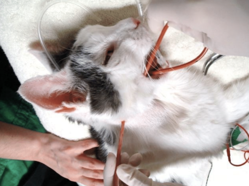 Esophageal Feeding Tube Placement in Dogs and Cats