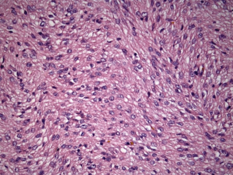 Intestinal Resection and Anastomosis in Dogs and Cats Vetcetera