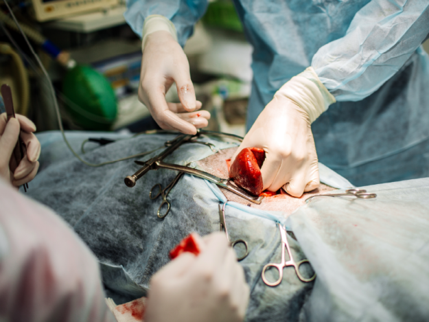 Splenectomy in Dogs and Cats