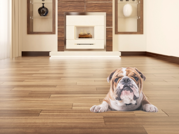 Tracheostomy Tube Placement in Dogs and Cats