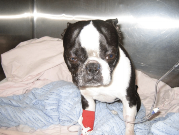 Soft Palate Resection and Correction of Stenotic Nares in Dogs