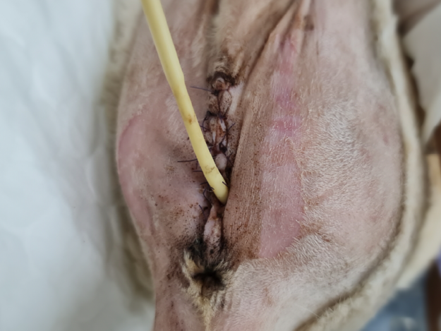 Perineal Urethrostomy in Cats