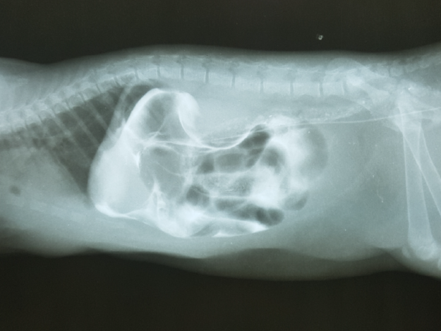 Ruptured Bladder Repair in Dogs and Cats