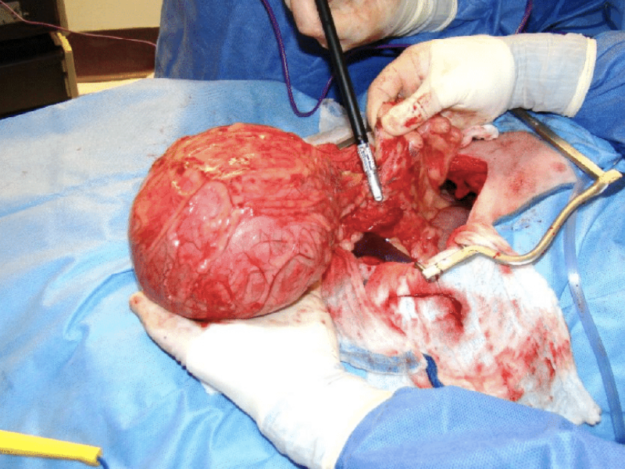 Management of Septic Abdomen in Dogs and Cats