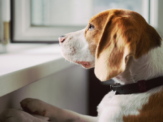 Separation Anxiety Post-Covid