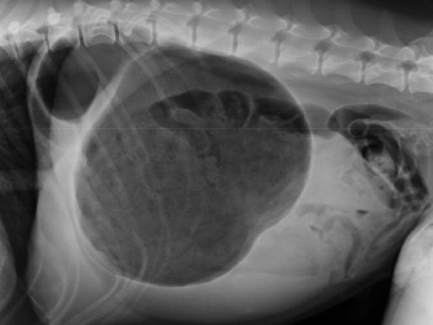 Gastric Dilatation and Volvulus