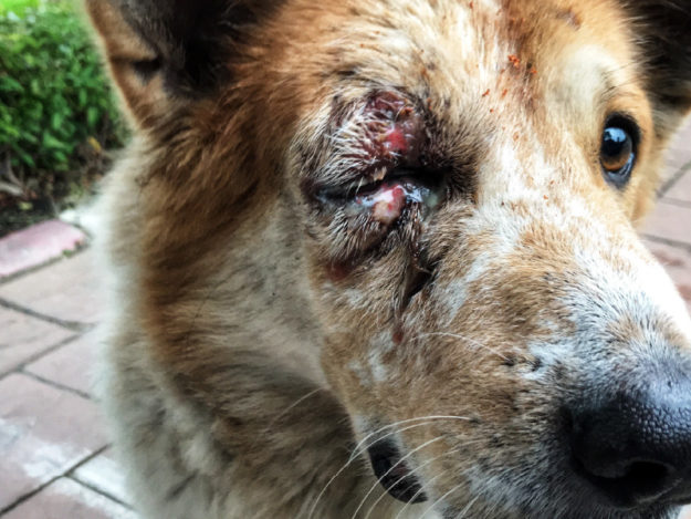 Ophthalmic Emergencies in Dogs and Cats