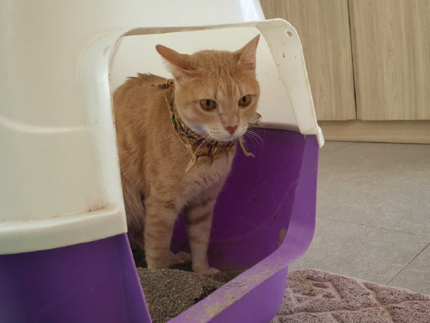 Emergency Management of Blocked Cats - Is There Anything New?