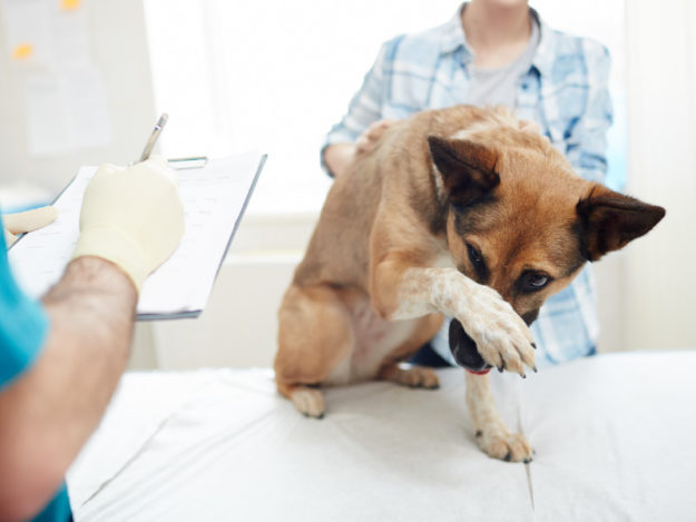 Managing Anxiety and Fear in the Veterinary Practice