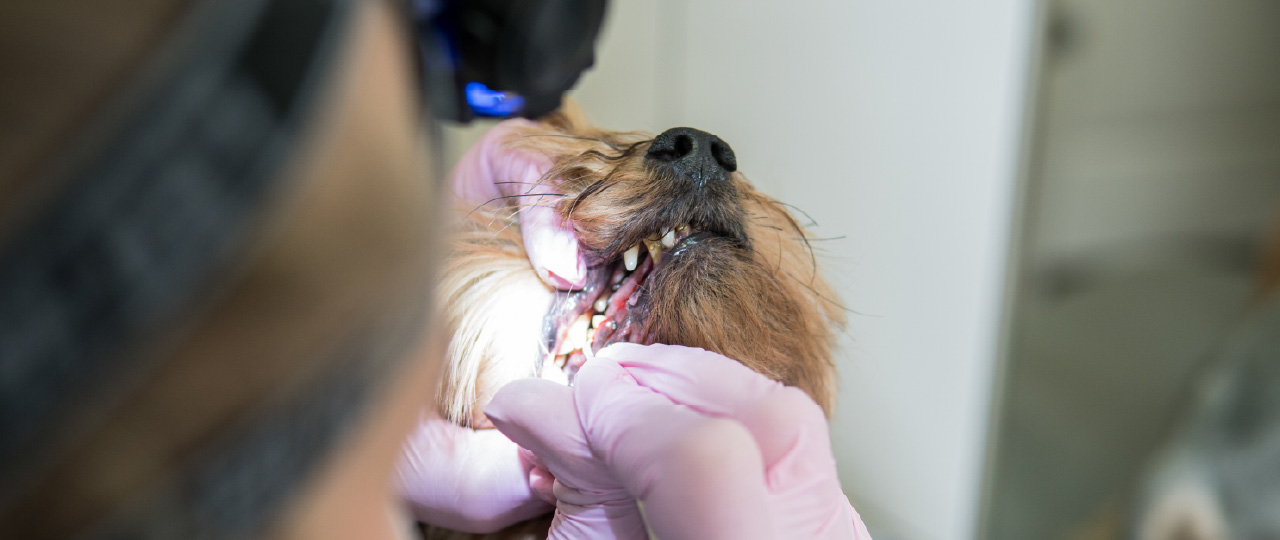 [WEBINAR] Basic Dental Extractions in Dogs and Cats Vetcetera