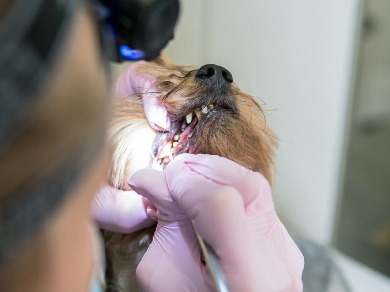 [Webinar] Basic Dental Extractions in Dogs and Cats (Student) Vetcetera