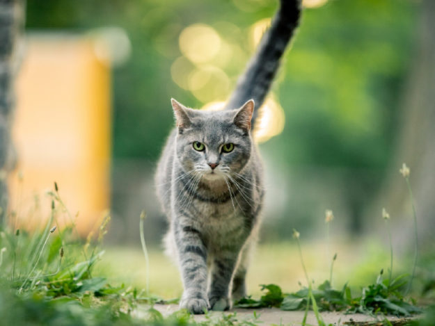 Cognitive Dysfunction Syndrome in Cats