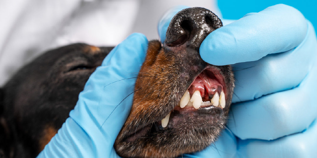 [WEBINAR] Surgical Dental Extractions and Complications in Dogs and ...