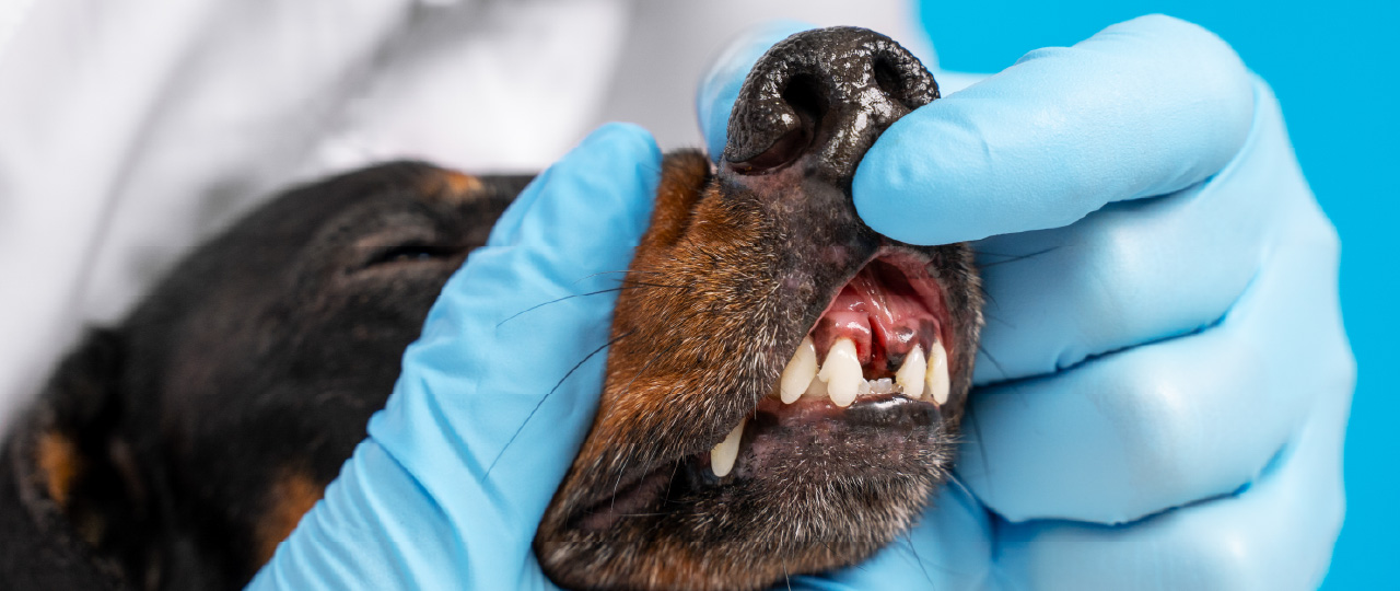 [WEBINAR] Surgical Dental Extractions and Complications in Dogs and