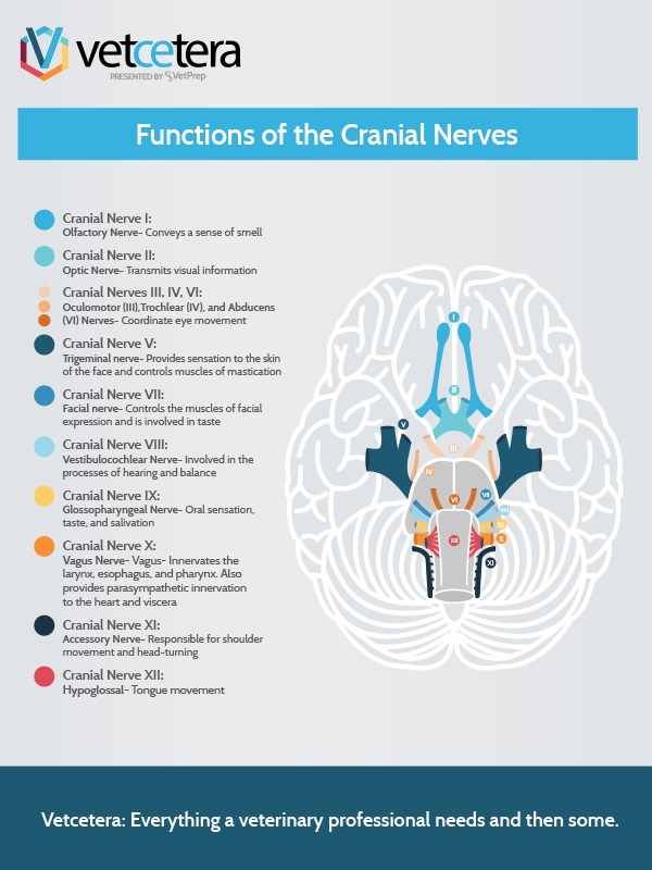 Functions Of The Cranial Nerves – Vetcetera