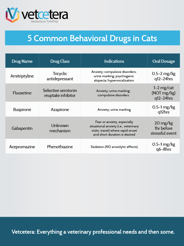 5 Common Behavioral Drugs in Cats Vetcetera
