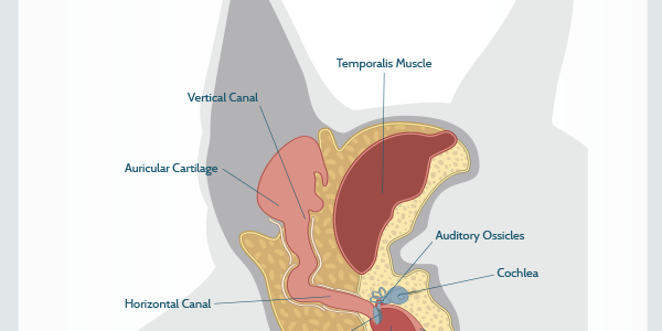 Canine Ear Anatomy