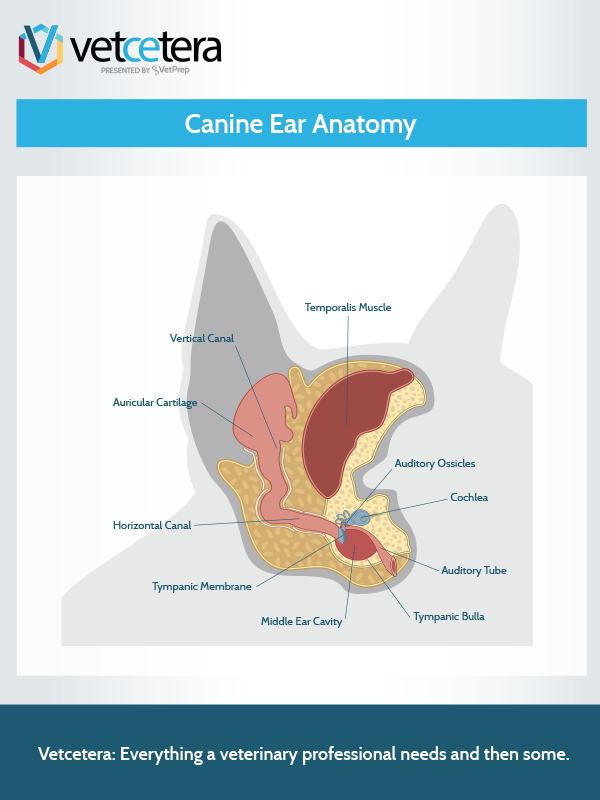 Canine Ear Anatomy Vetcetera