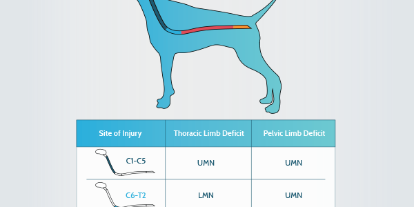Neurological Disorders of the Limbs